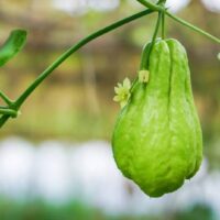 Benefits of chayote squash: 7 reasons for including chayote in your diet
